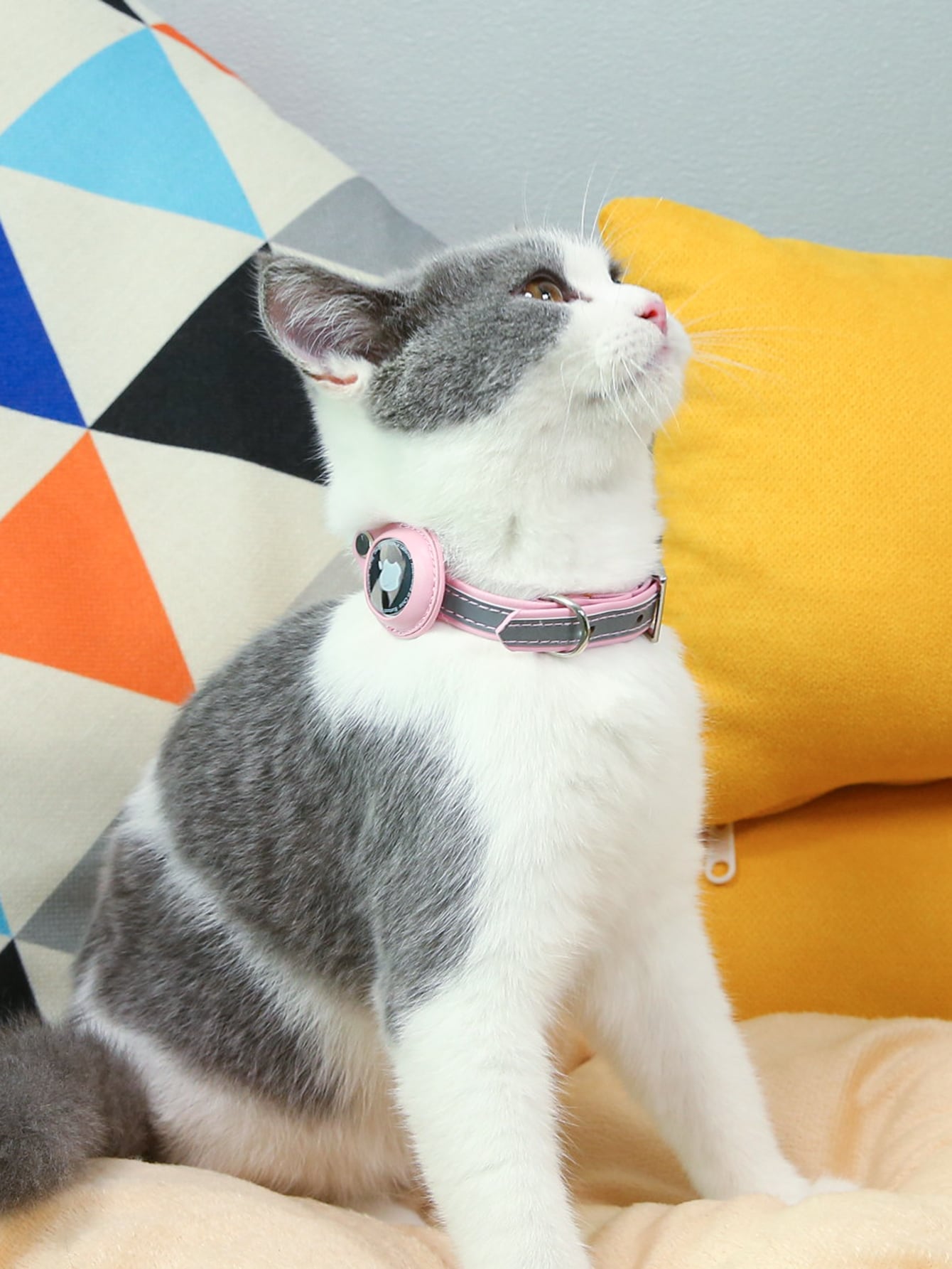 Pet Collar With AirTag Case