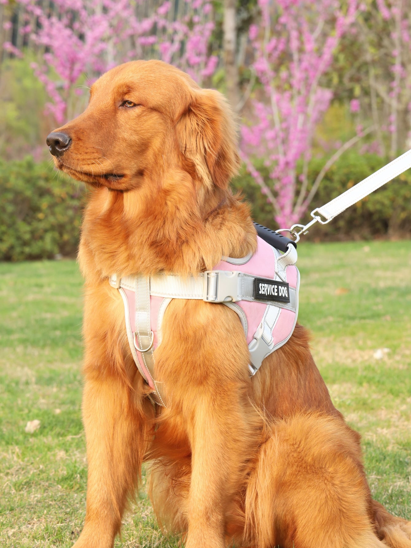 Breathable Pet Harness and Leash For Dog And Cat Outdoor