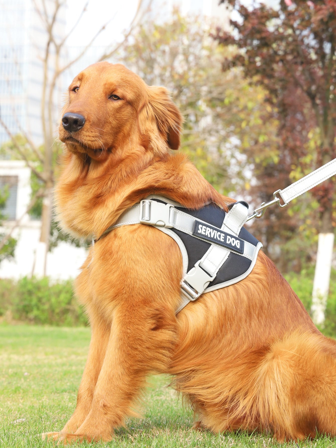 Breathable Pet Harness and Leash For Dog And Cat Outdoor