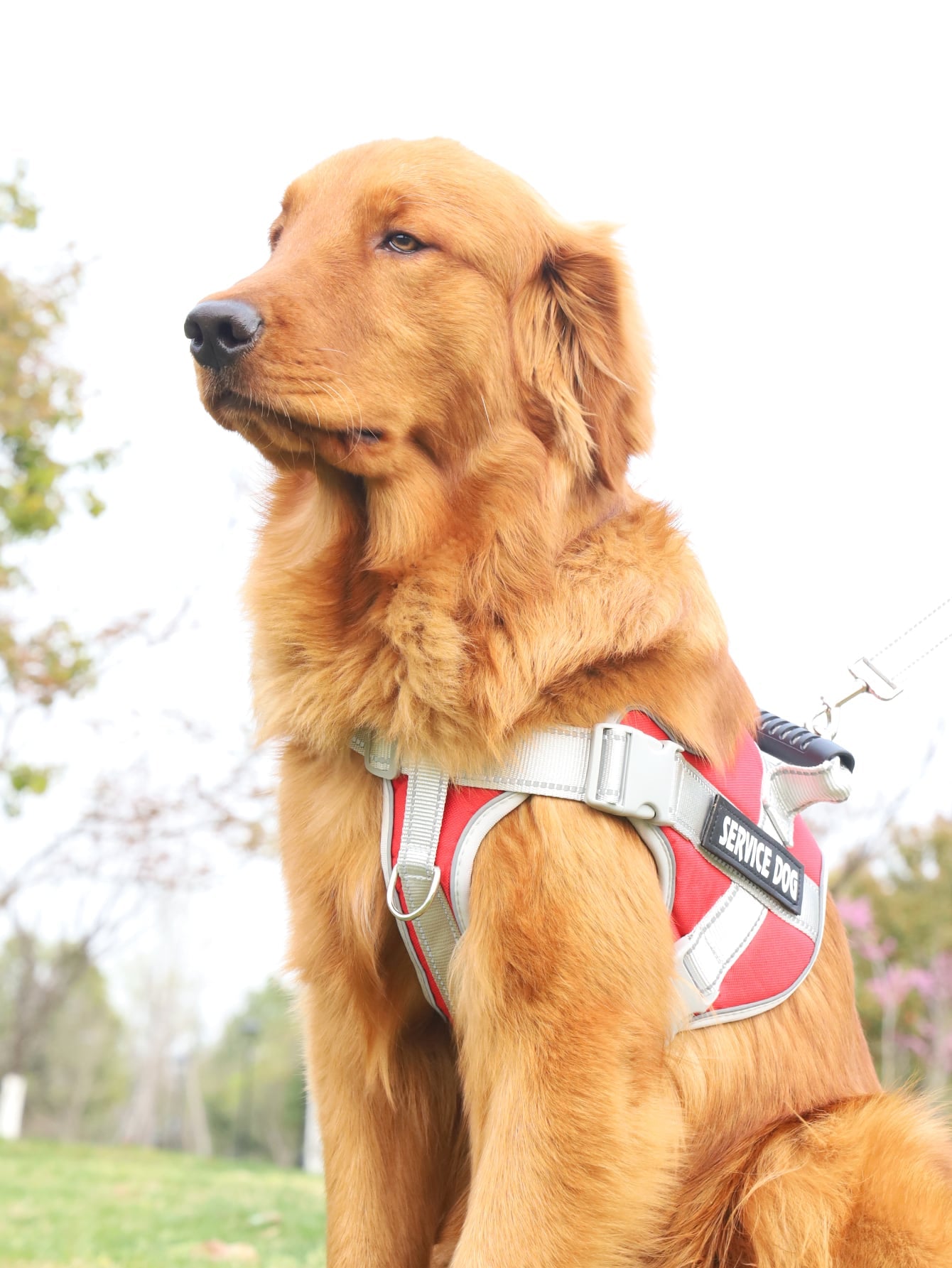 Breathable Pet Harness and Leash For Dog And Cat Outdoor