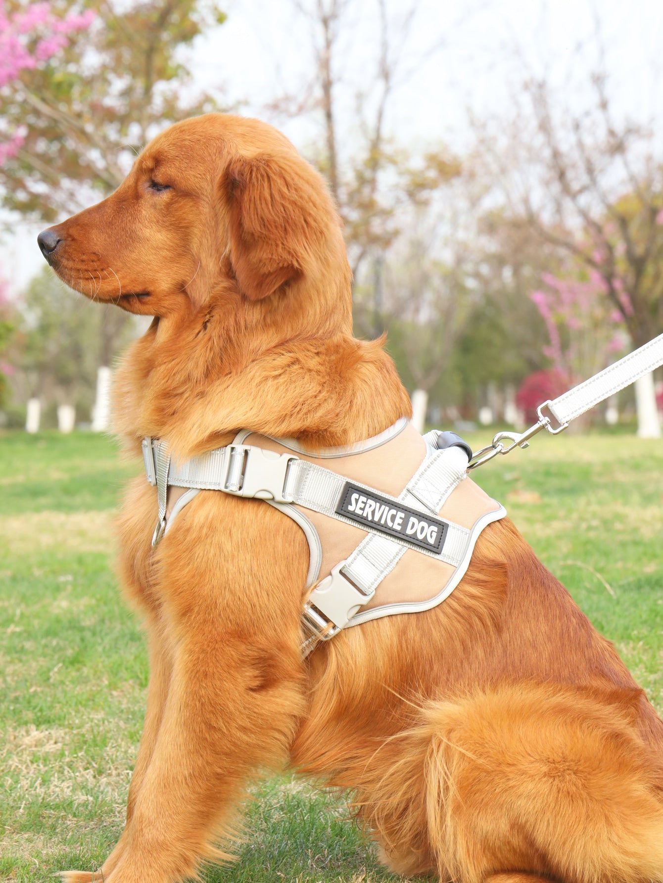 Breathable Pet Harness and Leash For Dog And Cat Outdoor