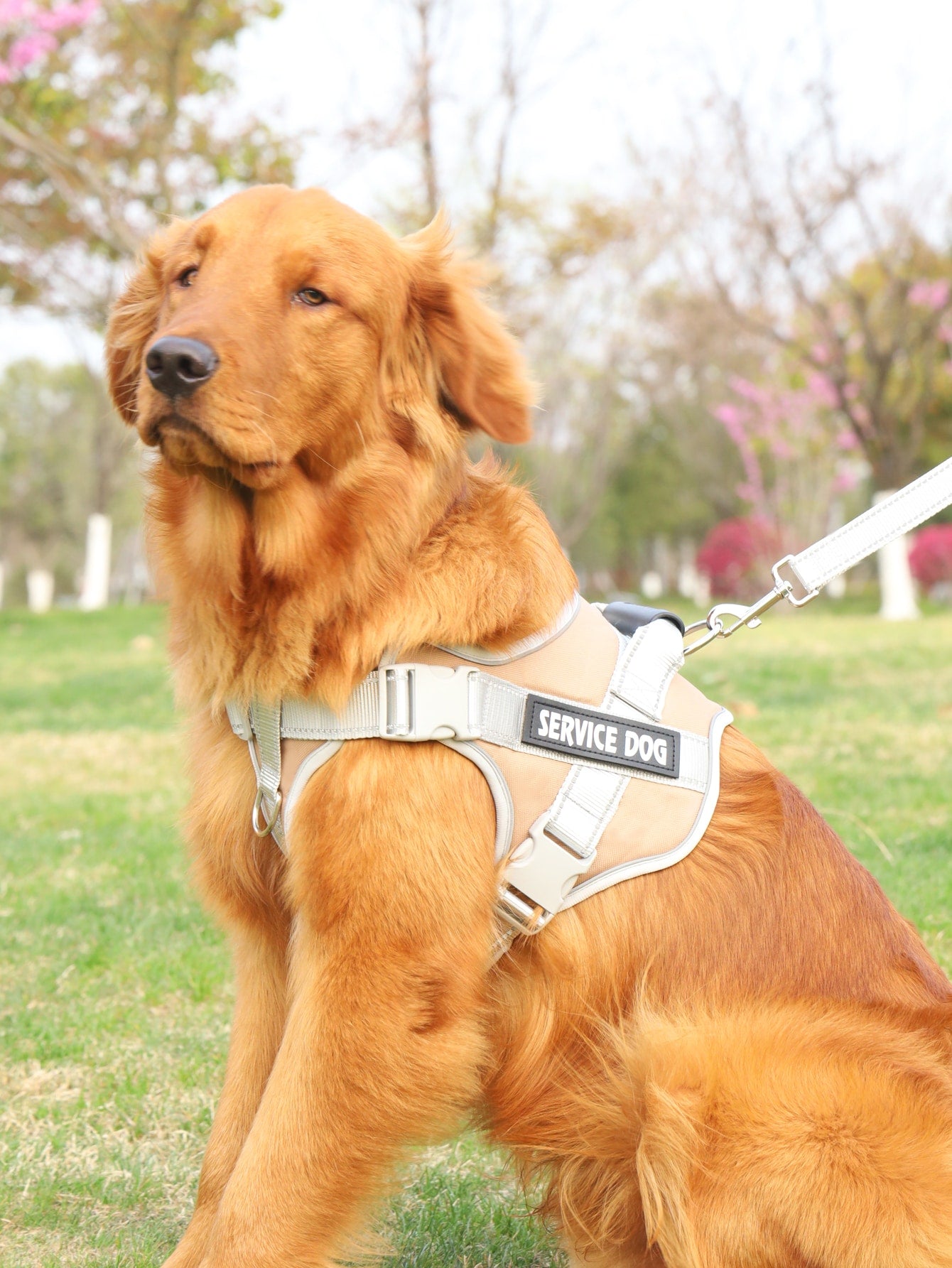 Breathable Pet Harness and Leash For Dog And Cat Outdoor