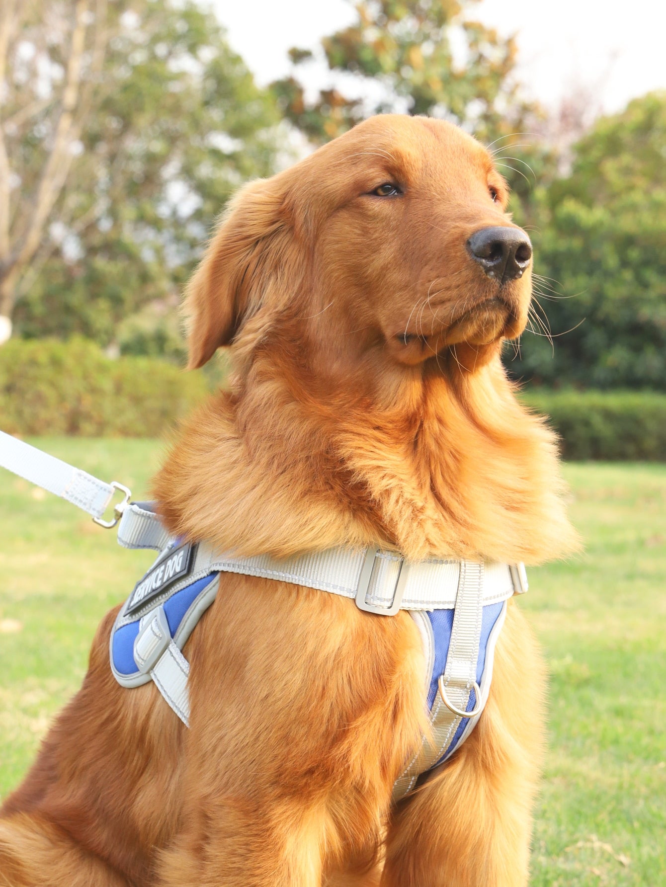 Breathable Pet Harness and Leash For Dog And Cat Outdoor