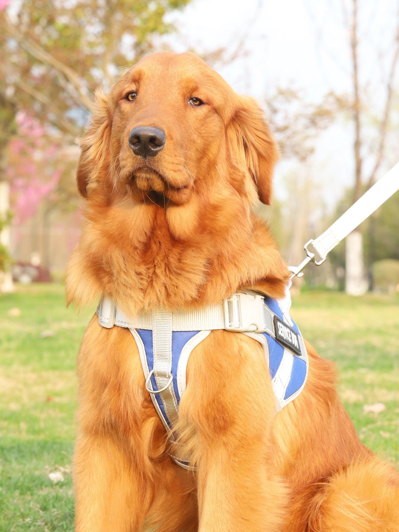 Breathable Pet Harness and Leash For Dog And Cat Outdoor