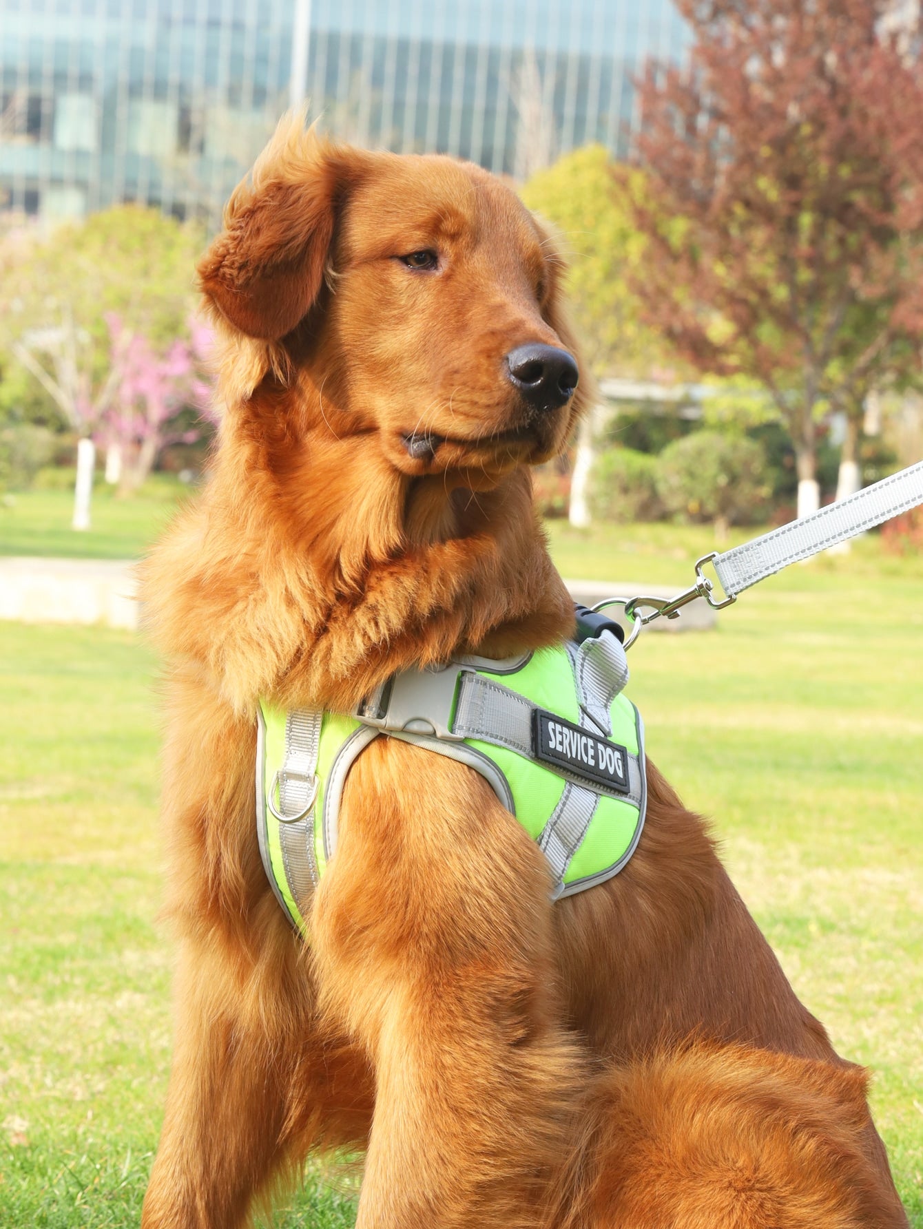 Breathable Pet Harness and Leash For Dog And Cat Outdoor