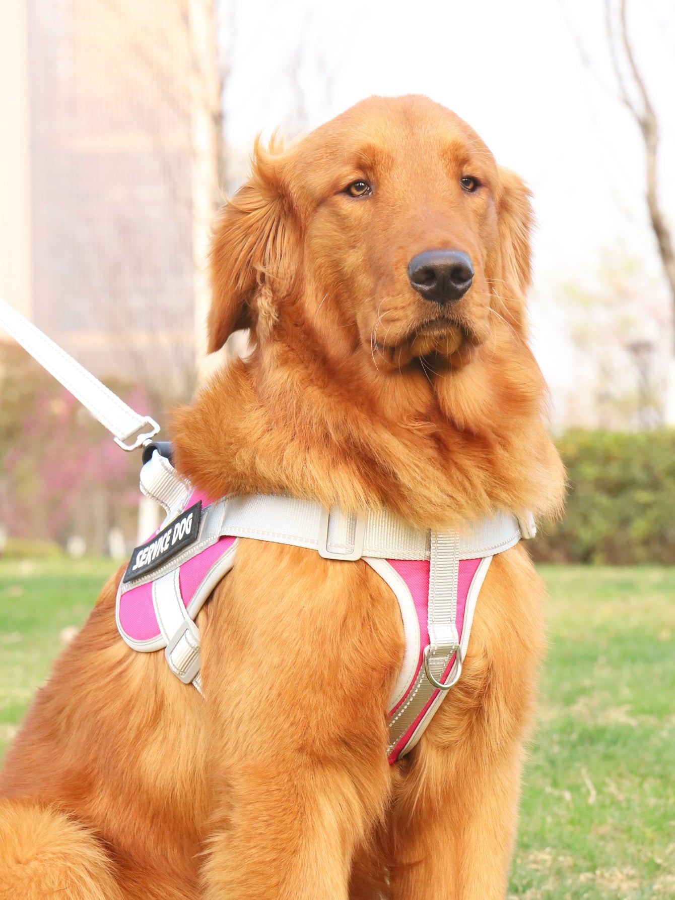 Breathable Pet Harness and Leash For Dog And Cat Outdoor