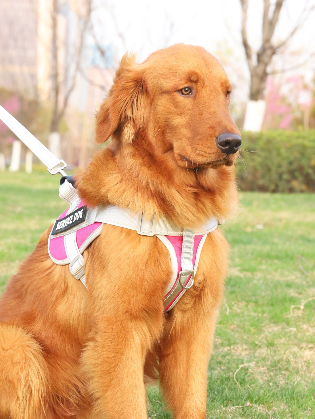 Breathable Pet Harness and Leash For Dog And Cat Outdoor