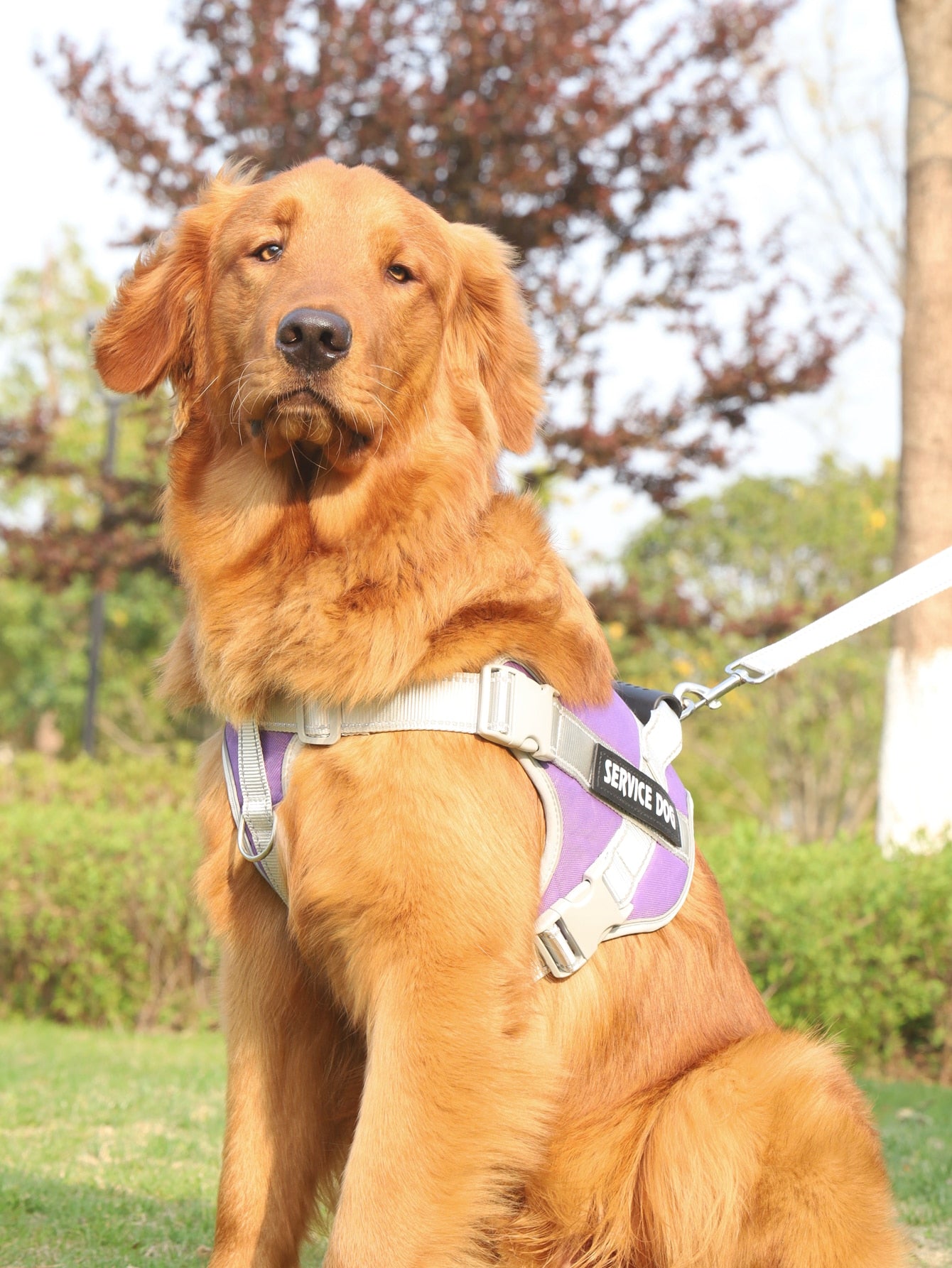 Breathable Pet Harness and Leash For Dog And Cat Outdoor