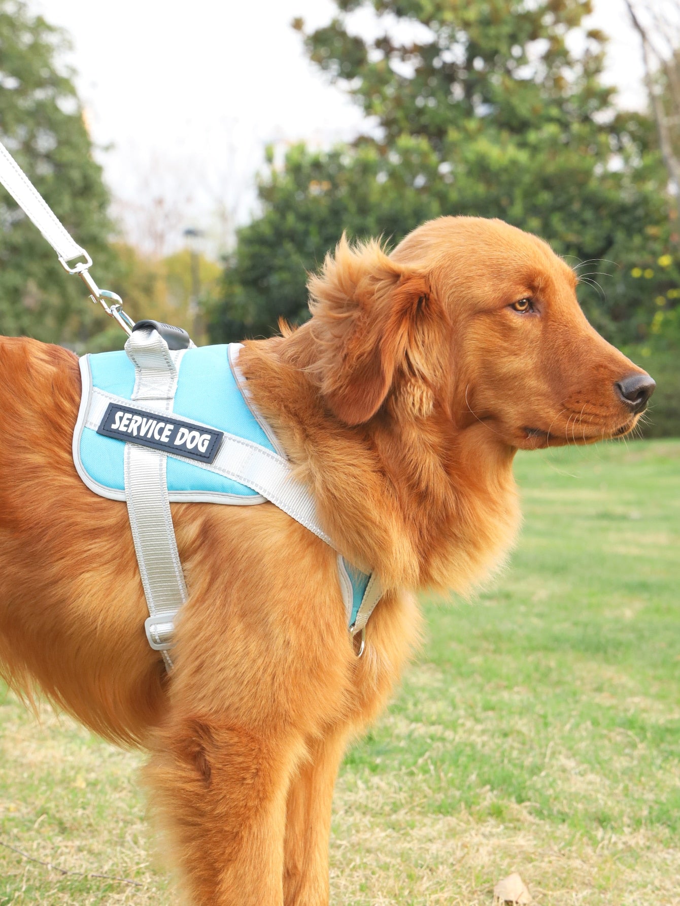 Breathable Pet Harness and Leash For Dog And Cat Outdoor