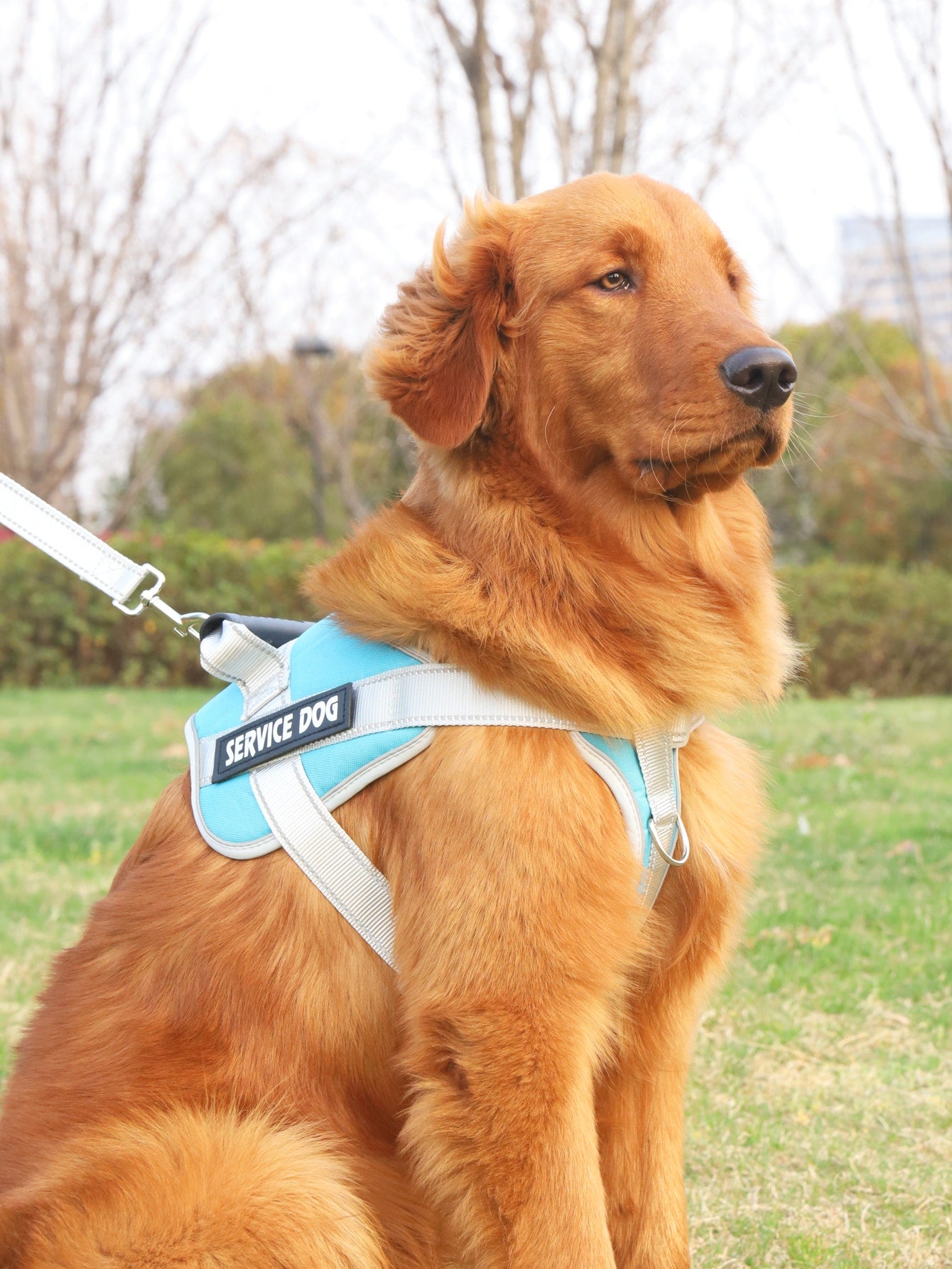 Breathable Pet Harness and Leash For Dog And Cat Outdoor